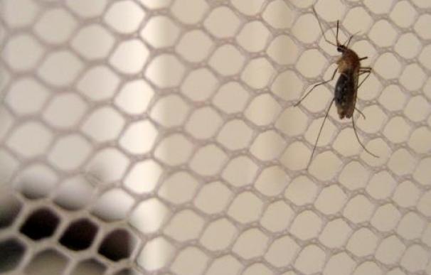Las mosquiteras contra la malaria liberan insecticida en el primer contacto con el mosquito