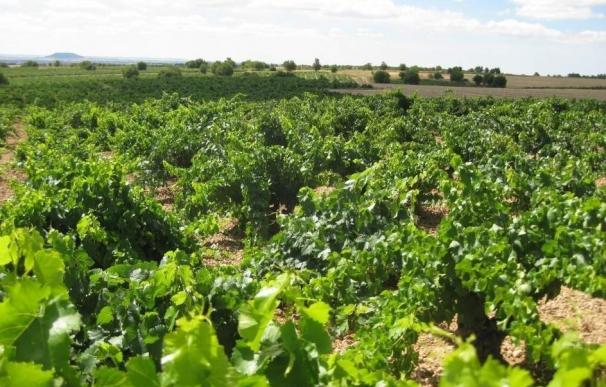 Ciudadanos exige que Nagore explique el reparto de las nuevas plantaciones de viñedo del 2017