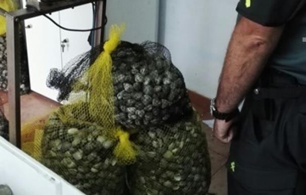Intervenidos 100 kilos de almeja extraída por mariscadores furtivos en la Ría de Pontevedra