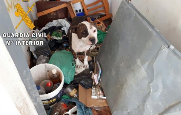 Rescatados varios perros abandonados en una azotea de Roquetas, alguno con señales de peleas ilegales