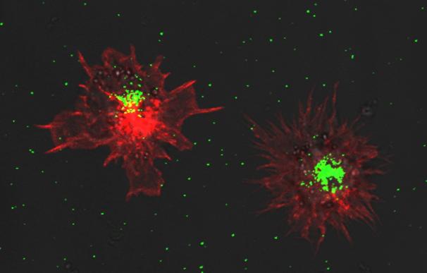 Las células dendríticas "se dividen y conquistan" para eludir la infección viral mientras promueven la inmunidad