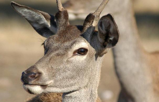 El PSOE pide explicaciones a la consejera de Medio Ambiente por la muerte de al menos 60 ciervos