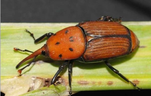 Descubren que en algunos escarabajos el caparazón actúa como un "escudo" térmico que regula la temperatura corporal