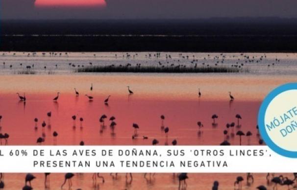 SEO/BirdLife pide el cierre urgente de todas las extracciones ilegales en Doñana tras prórroga dada de UNESCO a España