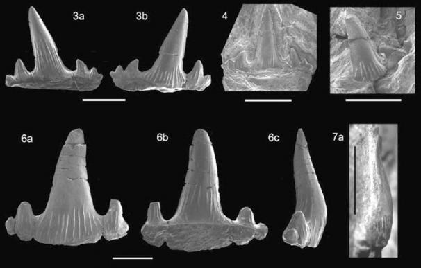 Identifican seis especies de tiburón del Cretácico en fósiles de Vega de Pas