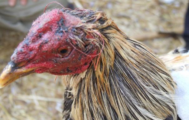 Denunciados dos criadores de gallos de Sanlúcar por peleas ilegales
