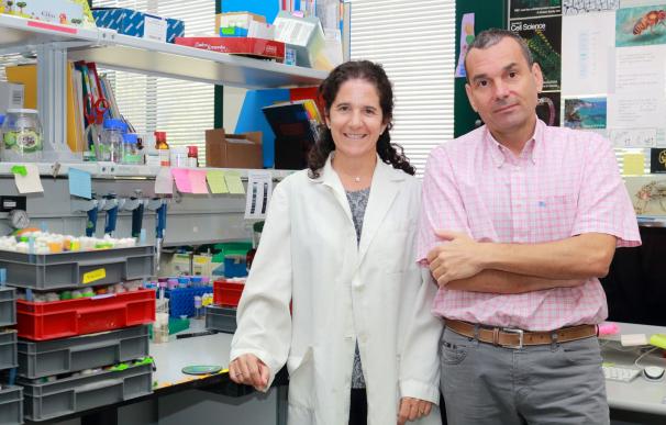 Científicos del CABD de Sevilla desvelan el funcionamiento de la migración celular