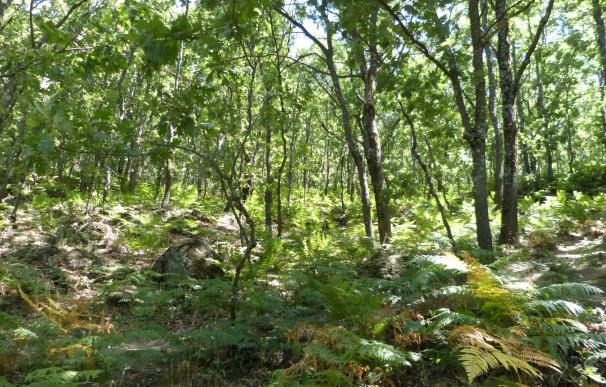 El 68% de la madera que consumen las empresas de Euskadi procede de bosques vascos