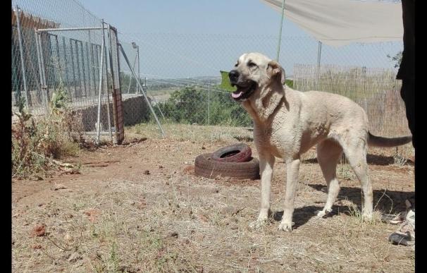 La Diputación de Badajoz facilita más de una veintena de adopciones de perros abandonados en diez días