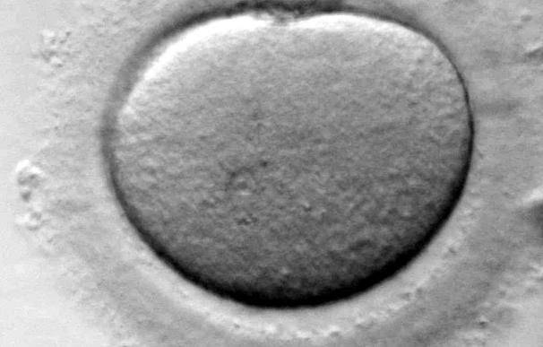 Transferir embriones cromosómicamente "anormales" puede resultar en un embarazo saludable