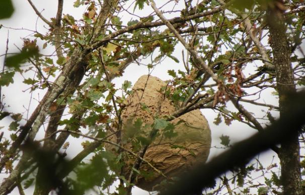 Agricultura retira el nido de avispa asiática localizado en La Garrotxa (Girona)