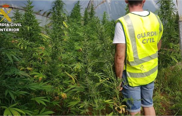 Tres detenidos por cultivar 265 plantas de marihuana en Pedreguer, algunas en un bancal cavado