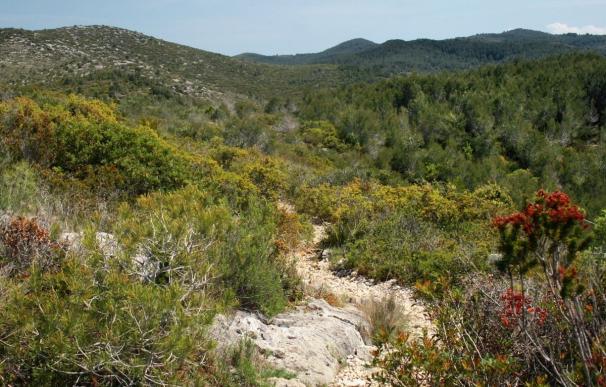 Una investigación avisa de que el cambio climático está alterando el ecosistema mediterráneo catalán