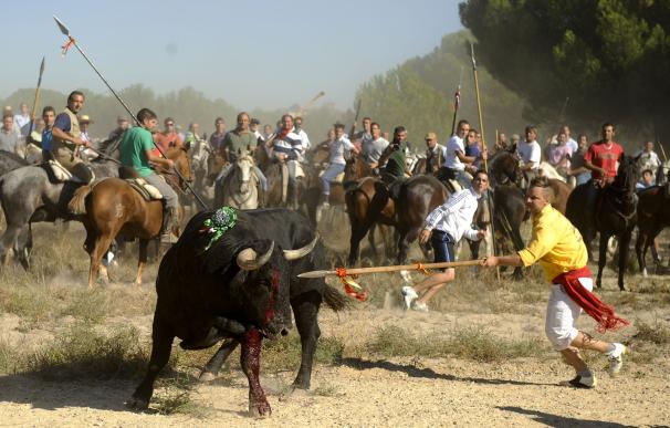 La Anpba solicita al alcalde de Tordesillas (Valladolid) que "humanice" el espetáculo del Toro de la Vega