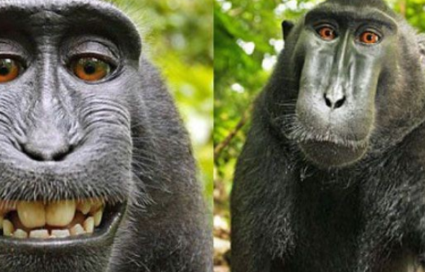 Un juez dictamina que el selfie del macaco no tiene derechos de autor
