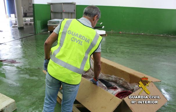 Requisado en el Puerto de Vigo un atún rojo valorado en 5.000 euros capturado por un barco sin licencia