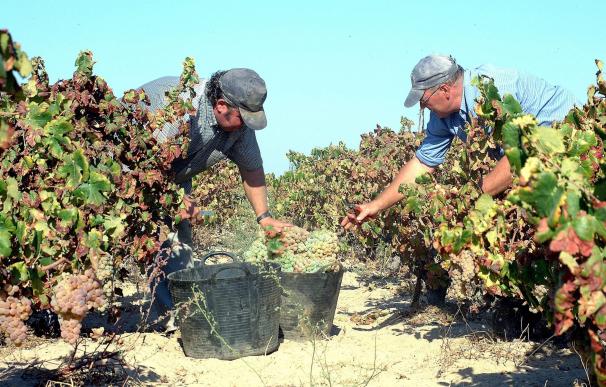 El PSOE pide en el Congreso información sobre el reparto de las ayudas destinadas al sector vitivinícola