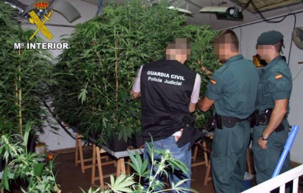 La Guardia Civil desmanteló más de 1.700 plantaciones de marihuana en 2016