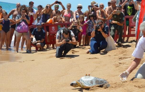 Liberan una tortuga marina en la playa de Blanes (Girona) con transmisor de seguimiento
