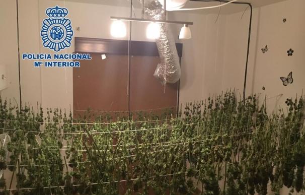 Desmantelada en Motril una plantación con 8.215 gramos de cogollos de marihuana con un detenido