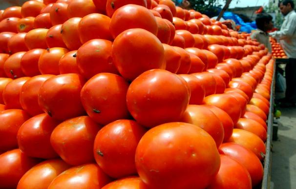 En busca del sabor del tomate madrileño de antaño para su uso en la alta cocina