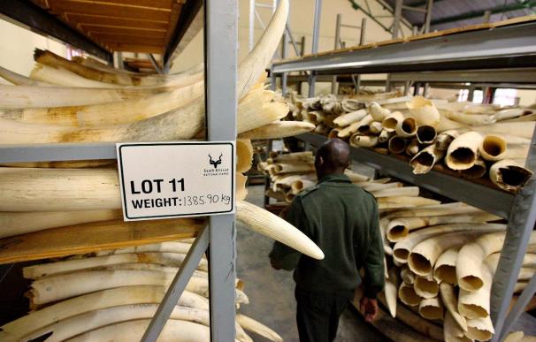 La Convención sobre Especies Amenazadas prohíbe a Tanzania y Zambia vender sus reservas de marfil