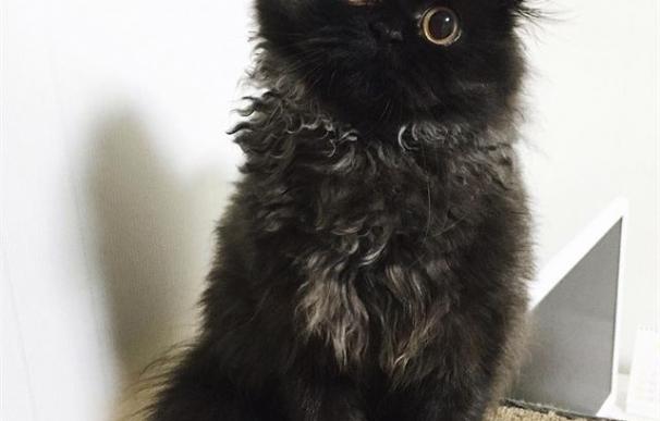 Conoce a Gimo, el minino mitad gato y búho (Instagram)