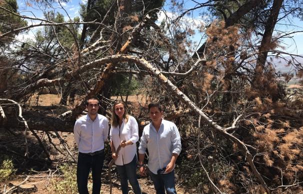 PP urge a la Junta "medidas de limpieza" en la Sierra de Parapanda y "atajar la plaga" que afecta a su pinar