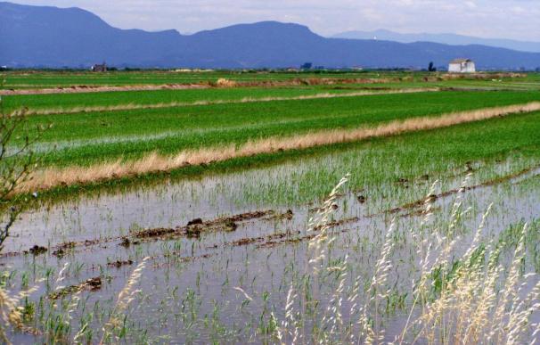 AVA dice que la distribución ha iniciado una "guerra de precios" con el arroz para presionar a la baja la cotización