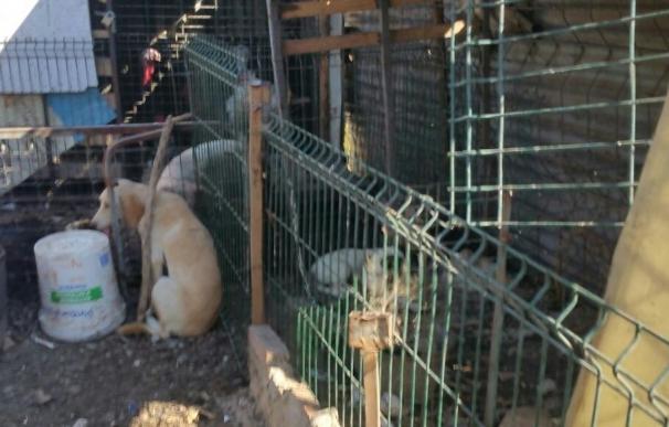 Rescatados 21 animales "en condiciones infrahumanas" en una parcela de Algeciras (Cádiz)
