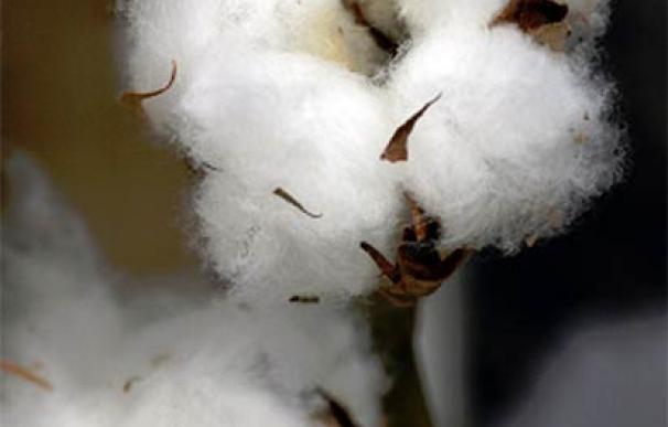 Planta de algodón producida en como parte de un programa de comercio justo