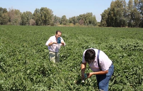 Cicytex participa en un proyecto para ofrecer soluciones en la gestión de la fertirrigación de cultivos hortofrutícolas