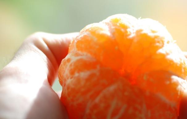 Andalucía, con 13.416 toneladas, encabeza la comercialización de la variedad protegida de mandarina Orri en España
