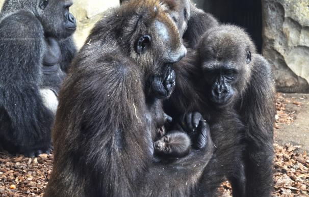 Nace en el Bioparc de Valencia una cría de gorila occidental de costa, especie en peligro de extinción