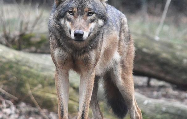 Denuncian a un agente medioambiental por acusar a cazadores y ganaderos de matar lobos de manera ilegal