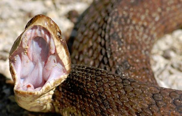 100.000 personas mueren cada año por mordeduras de serpientes como esta serpiente cascabel (Agkistrodon), según la OMS