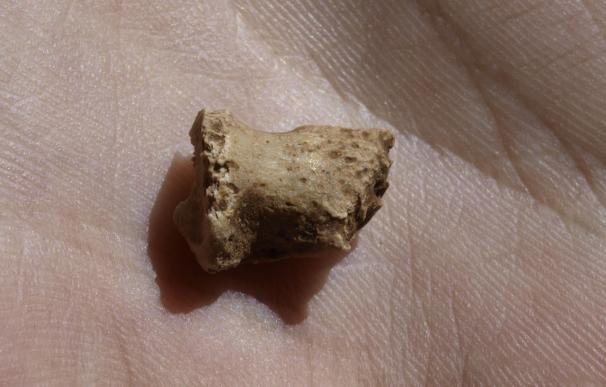 Hallado en la Galaría de las Estatuas de Atapuerca un fósil de una falange de pie de un neandertal