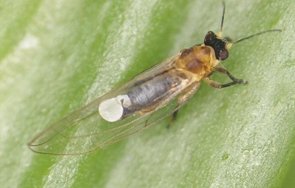 Canarias estudia métodos de control sobre el insecto que transmite la 'enfermedad del brote amarillo' a los cítricos