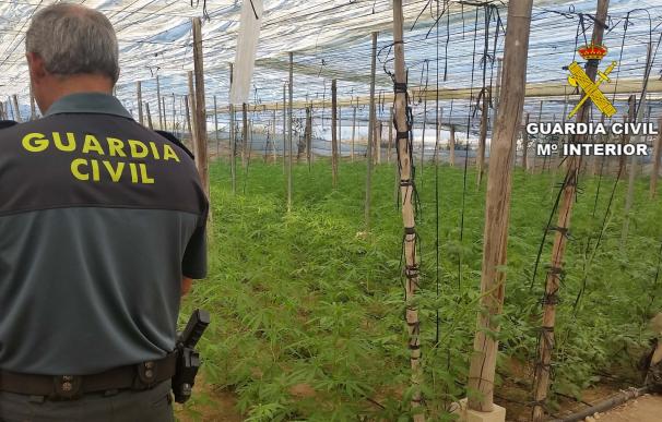 Intervenidas más de 2.500 plantas de marihuana en una explotación agrícola de Adra