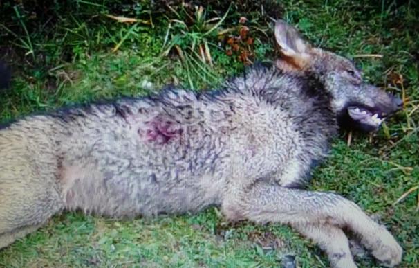 Más de 150 organizaciones marcharán a favor del lobo ibérico mañana en Madrid