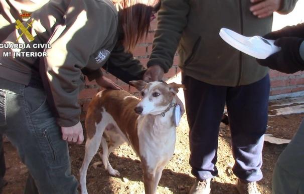 La Guardia Civil detiene a tres personas por maltrato de perros de caza