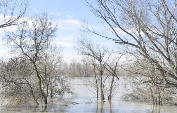 La crecida ordinaria del Ebro inunda unas 700 hectáreas en Novillas