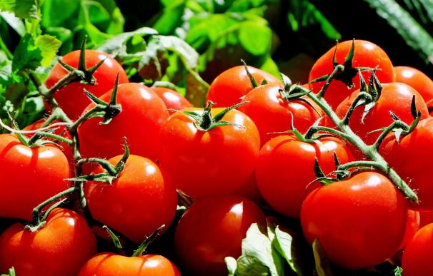 El consumo diario de tomate podría reducir en un 50% el riesgo de cáncer de piel