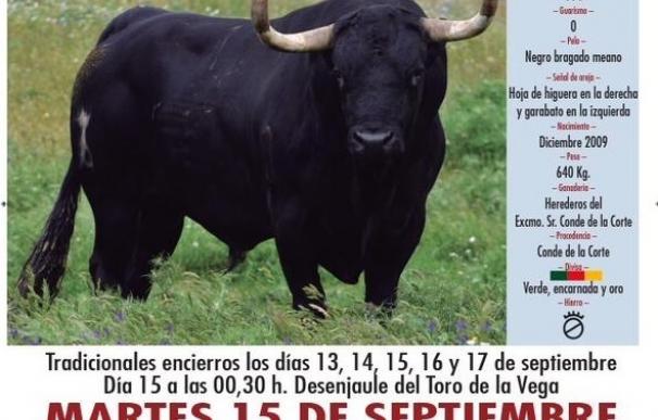 El morlaco 'Rompe-suelas' apura sus horas antes de protagonizar mañana en Tordesillas (Valladolid) el Toro de la Vega