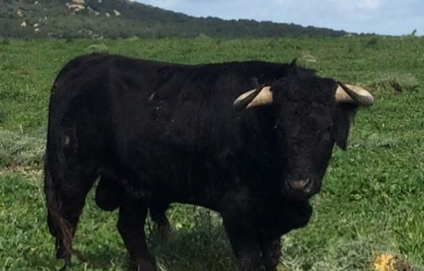 Los criadores exigen el cumplimiento de las leyes tras la expresión de apoyo a los toros en Valencia