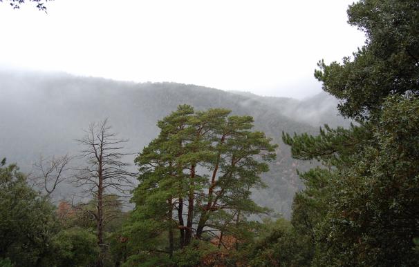 Descubren que el suelo de un bosque de pinos afectado por sequía no emite más CO2