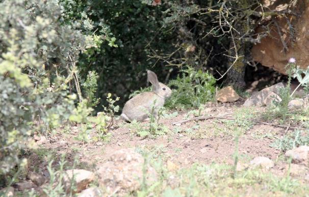 Arranca la cacería de conejos de Semana Santa en Nueva Zelanda para acabar con 14.000 ejemplares