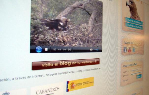 Nacen en Cabañeros 2 pollos de águila imperial que se pueden ver por Internet