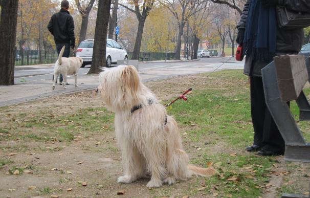 Las campañas municipales de sensibilización para dueños de animales de compañía llegan a más de 8.000 personas