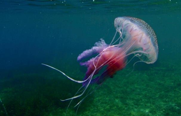 Entre el 5 y el 10% de playas del Mediterráneo español presentan medusas por encima de la media, según un investigador